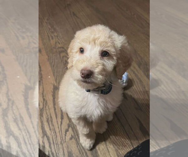 Medium Photo #2 Golden Retriever Puppy For Sale in Croydon, NH, USA