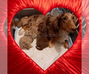 Mother of the Dachshund puppies born on 06/01/2025