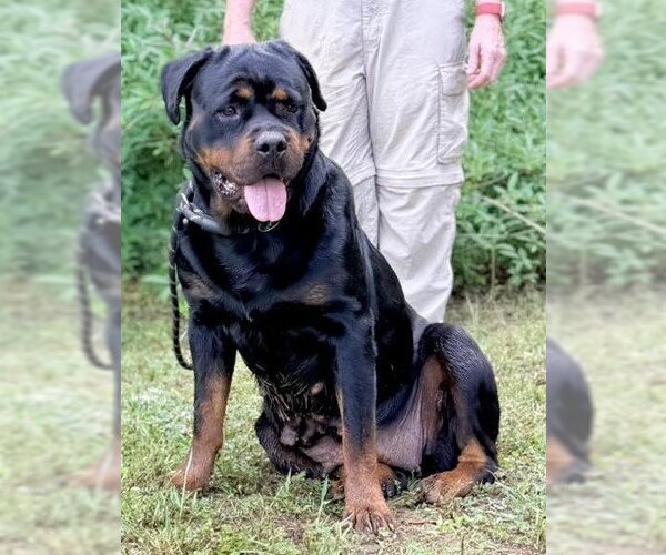 Medium Photo #1 Rottweiler Puppy For Sale in Hillsboro, NH, USA