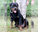 Eva - Female Rottweiler Dog for Adoption - Small photo
