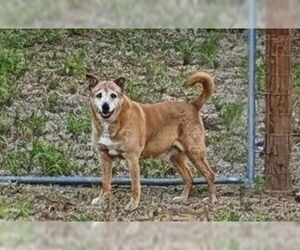 German Pinscher-Thai Ridgeback Mix Dogs for adoption in Orange Grove, TX, USA