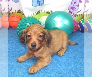 Chiweenie Puppy for sale in RATTAN, OK, USA