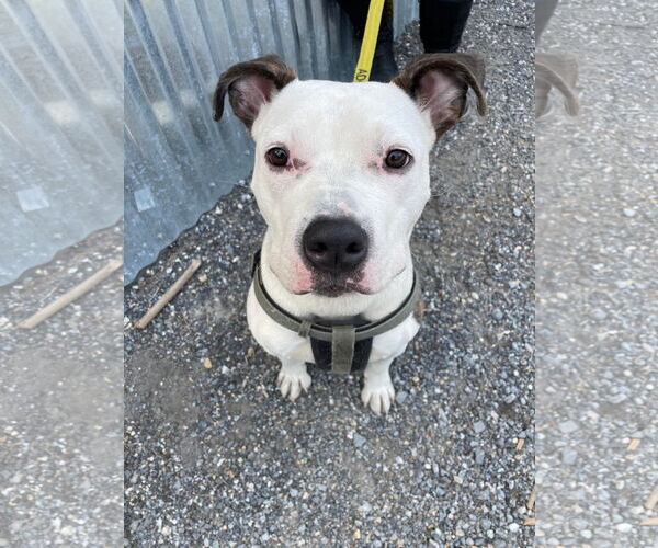 Medium Photo #12 American Pit Bull Terrier-Unknown Mix Puppy For Sale in Derwood, MD, USA