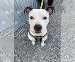 Small #11 American Pit Bull Terrier Mix