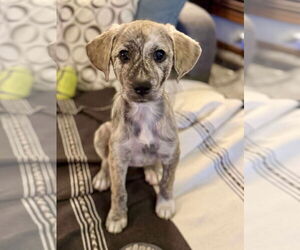 Catahoula Leopard Dog-Great Pyrenees Mix Dogs for adoption in GILBERTS, IL, USA