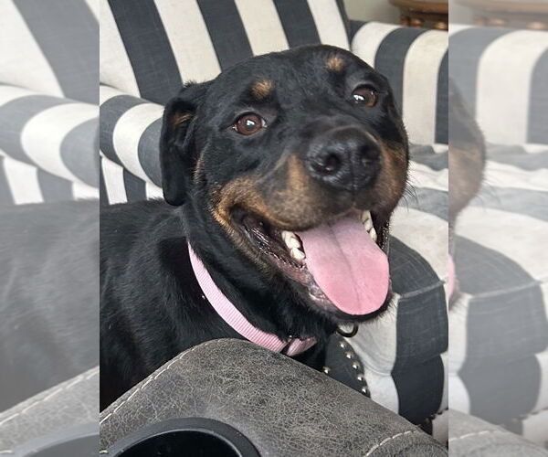 Medium Photo #4 Rottweiler Puppy For Sale in Hillsboro, NH, USA