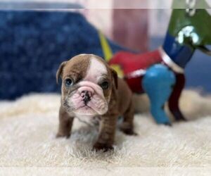 English Bulldog Puppy for sale in OOLOGAH, OK, USA