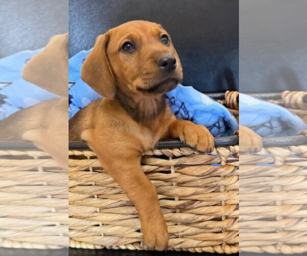 Medium Photo #12 Dachshund-Doberman Pinscher Mix Puppy For Sale in Buffalo, MN, USA