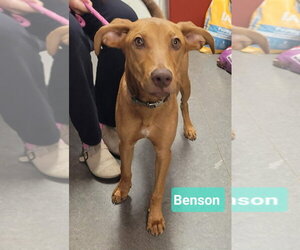 Rhodesian Ridgeback-Unknown Mix Dogs for adoption in Richmond, IN, USA