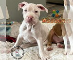 Small #8 Staffordshire Bull Terrier Mix