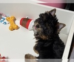 Puppy Dill Yorkshire Terrier
