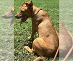 Small #3 Retriever  Mix
