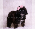 Small #4 Poodle (Toy)