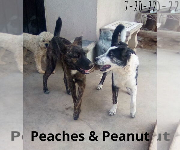 Medium Photo #6 Border Collie-Unknown Mix Puppy For Sale in Apple Valley, CA, USA