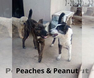 Peaches - - Female Border Collie-Unknown Mix Dog for Adoption - Photo #6