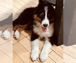 Puppy Puppy 2 Spade Australian Shepherd
