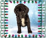 Small Photo #32 Bernedoodle Puppy For Sale in BLACK FOREST, CO, USA