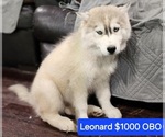 Puppy Leonard Siberian Husky