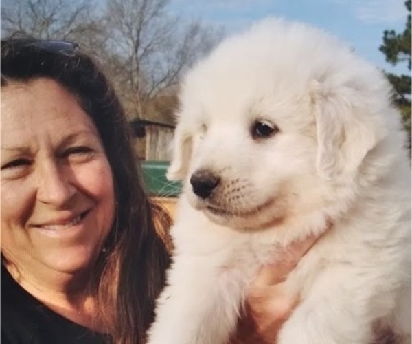 Medium Photo #5 Great Pyrenees Puppy For Sale in SHELBYVILLE, TN, USA