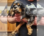 Small Photo #14 Cavalier King Charles Spaniel Puppy For Sale in BOONVILLE, NY, USA