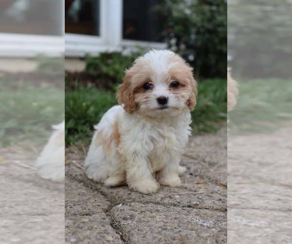 Medium Photo #4 Cavapoo Puppy For Sale in WEST SALEM, OH, USA