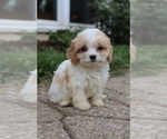 Small #3 Cavapoo