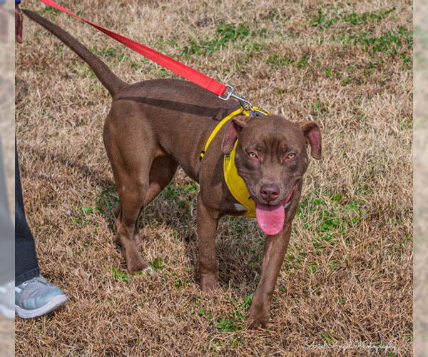 Medium Photo #17 American Pit Bull Terrier-Chocolate Labrador retriever Mix Puppy For Sale in Munford, TN, USA
