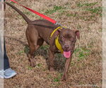 Small #16 American Pit Bull Terrier-Chocolate Labrador retriever Mix
