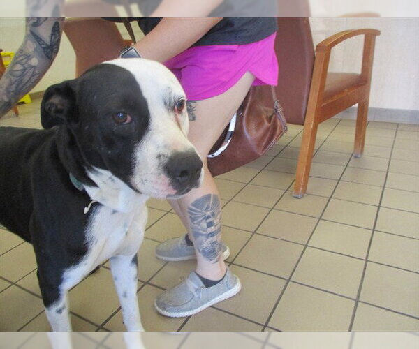 Medium Photo #1 American Pit Bull Terrier-Unknown Mix Puppy For Sale in Ocala, FL, USA