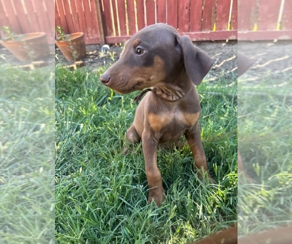 Medium Photo #4 Doberman Pinscher Puppy For Sale in PATTERSON, CA, USA