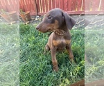 Small #3 Doberman Pinscher