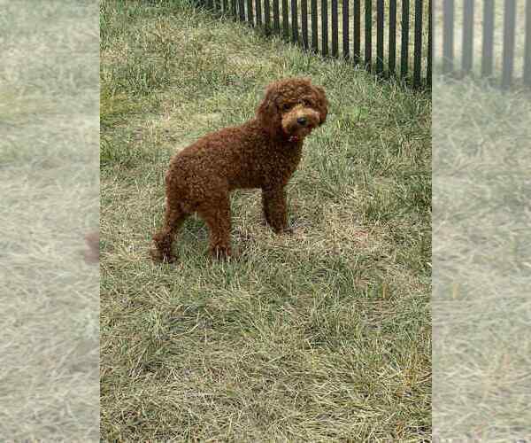 Medium Photo #58 Poodle (Toy) Puppy For Sale in WARSAW, IN, USA