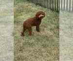 Small #8 Poodle (Toy)