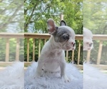 Small Photo #5 French Bulldog Puppy For Sale in DANBURY, CT, USA