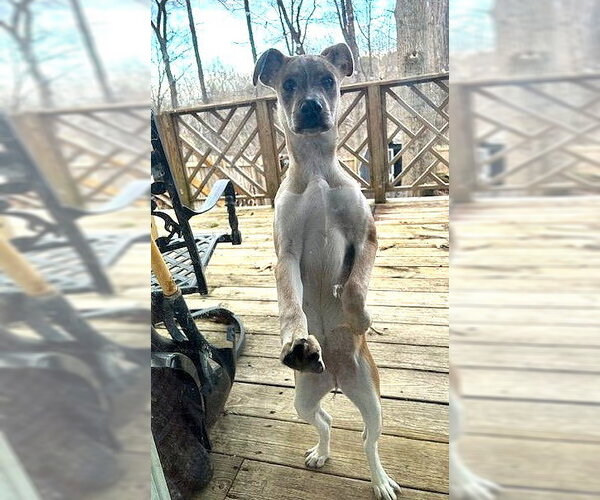 Medium Photo #4 Mutt Puppy For Sale in MECHANICSBURG, PA, USA