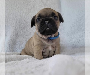 French Bulldog Puppy for sale in SPANAWAY, WA, USA