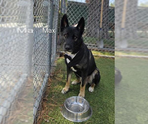 Medium Photo #1 Mutt Puppy For Sale in Downey, CA, USA
