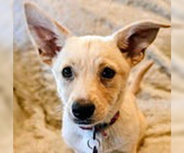Medium Photo #2 Chihuahua-Unknown Mix Puppy For Sale in Fremont, CA, USA
