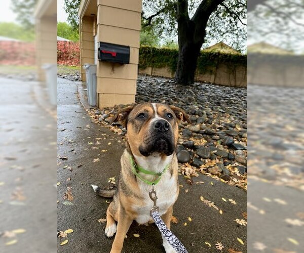 Medium Photo #2 Mastiff-Unknown Mix Puppy For Sale in Elk Grove, CA, USA