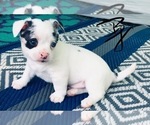 Small Photo #3 French Bullhuahua Puppy For Sale in YPSILANTI, MI, USA