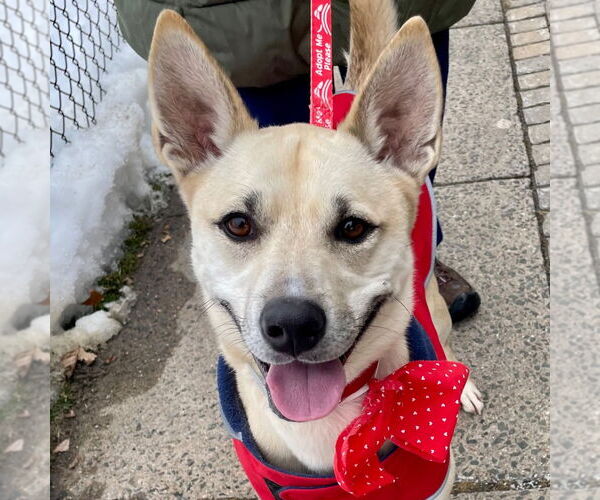 Medium Photo #8 Labsky Puppy For Sale in Canton, CT, USA