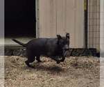 Small #1 American Bulldog Mix