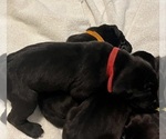 Small Photo #5 Great Dane Puppy For Sale in BELLEVUE, WA, USA
