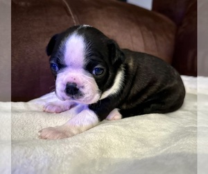 Boston Terrier Puppy for sale in WASHBURN, MO, USA