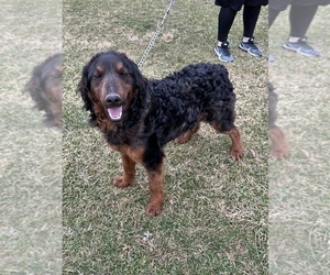 Father of the Miniature Bernedoodle puppies born on 02/26/2025