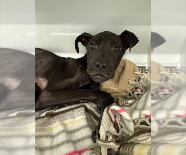 Medium Photo #1 American Staffordshire Terrier Puppy For Sale in Louisville, KY, USA