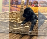 Small Photo #12 Goldendoodle Puppy For Sale in DANIELSVILLE, GA, USA