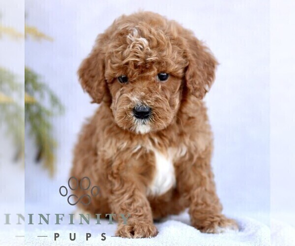 Medium Photo #4 Goldendoodle (Miniature) Puppy For Sale in EPHRATA, PA, USA