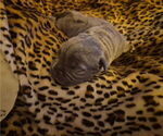 Small #3 Cane Corso