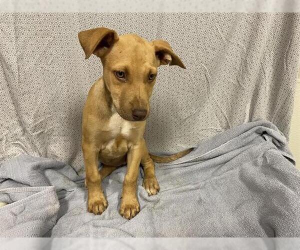 Medium Photo #1 Unknown-Vizsla Mix Puppy For Sale in Modesto, CA, USA